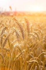 Ripe wheat at the field