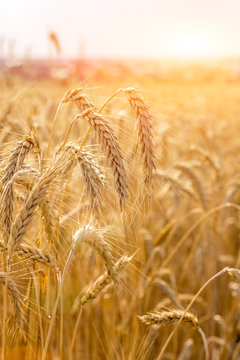 Ripe wheat at the field