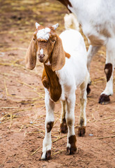 Goat in farm