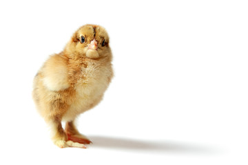 Brahma chick © Alexey Astakhov