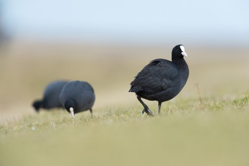 Eurasian Coot