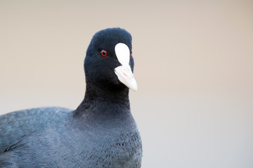 Eurasian Coot