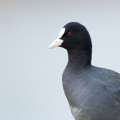Eurasian Coot