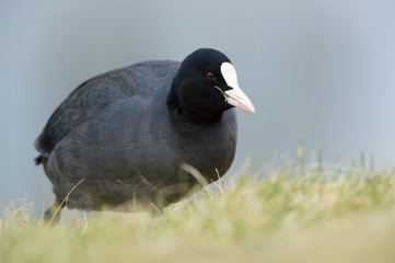 Eurasian Coot