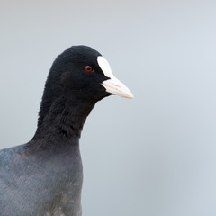 Eurasian Coot
