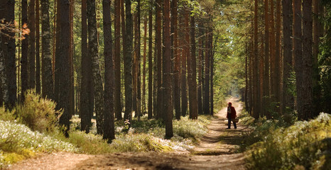 a person walking in the forest