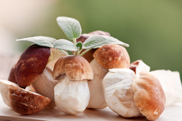 Frische, gesammelte Steinpilze