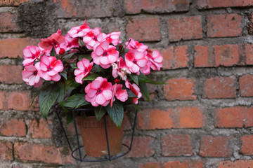 pink flower in pot on brick wall