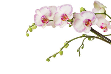 Naklejka na ściany i meble Orchidea samodzielnie na białym tle