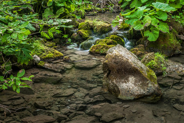 creek and lush vegetation