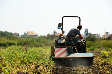 Obraz premium Tractor Labrando Un Huerto. Valencia. España