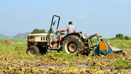 Tractor Labrando Un Huerto. Valencia. España