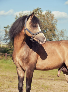 Beautiful buckskin stallion welsh pony