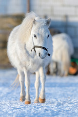 Pony on winter background, Miniature pony.