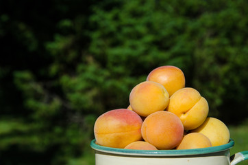Apricots closeup