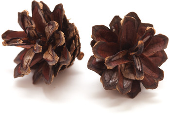 pine cone