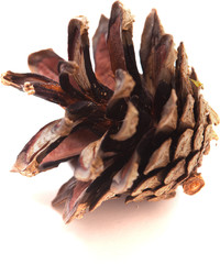 pine cone
