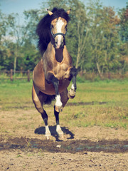 Jumping  buckskin welsh pony