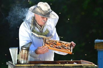 Doświadczony pszczelarz podczas inspekcji jesiennej w pasiece - obrazy, fototapety, plakaty