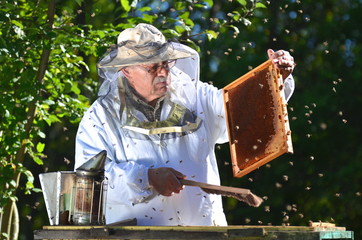 Doświadczony pszczelarz podczas inspekcji jesiennej w pasiece - obrazy, fototapety, plakaty