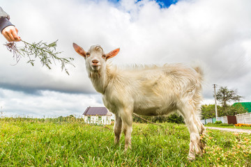 Obraz premium Portrait of a funny goat looking to a camera over blue sky backg