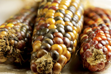 Dried Indian Corn