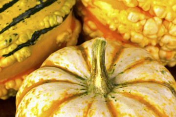 Fall Squash or Gourds in Closeup