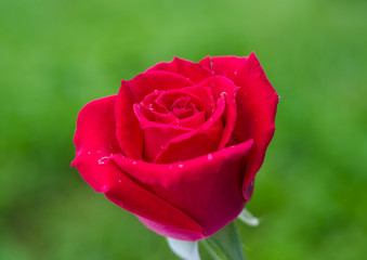 Beautyful   red rose.