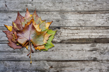 leaves maple on wooden table