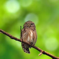 Asian Barred Owlet