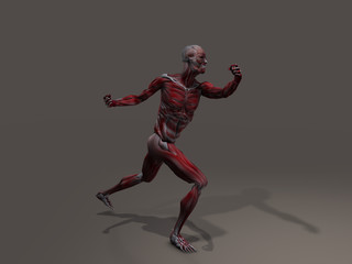 Male Musculature in Action