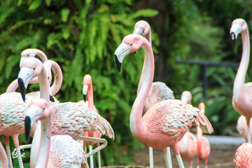 Flamingo statue