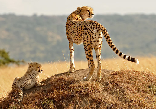 Fototapeta Masai Mara Cheetahs