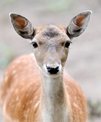 Fallow deer