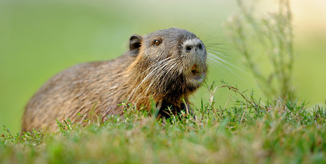 The muskrat (Ondatra zibethicus)
