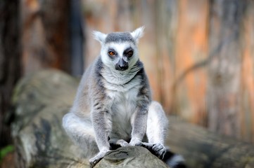Lemur