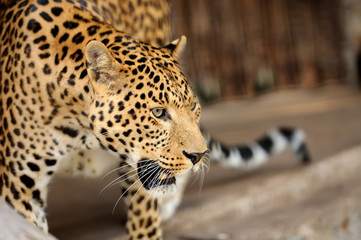 Leopard