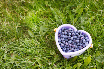 Ripe blueberries in basket at a pick berry farm