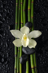 orchid and black stones and thin bamboo grove on wet background