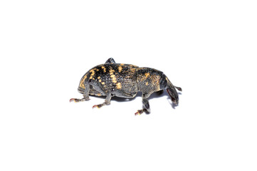 Large pine weevil Hylobius abietis