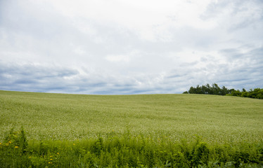 Field of flower potato with cloudy sky1