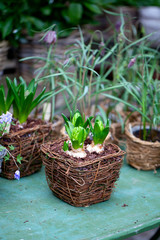 hyacinth bulbs in a flower market