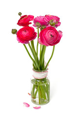 pink ranunculus in a glass vase