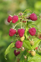 Close-up of the ripe raspberry