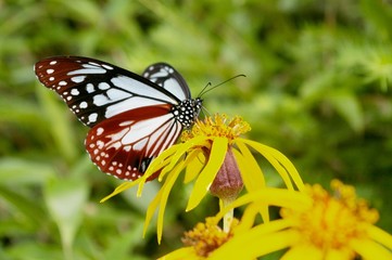 花にとまるアサギマダラ