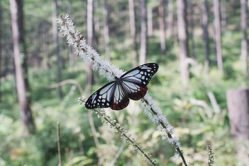 サラシナショウマにとまるアサギマダラ