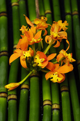 Branch orange orchid on bamboo grove background