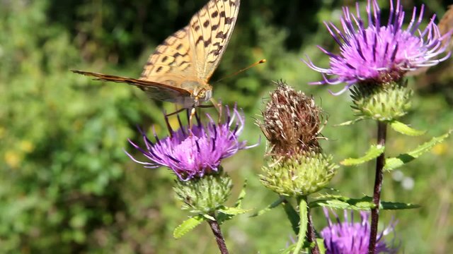 Monarch butterfly on red  flower