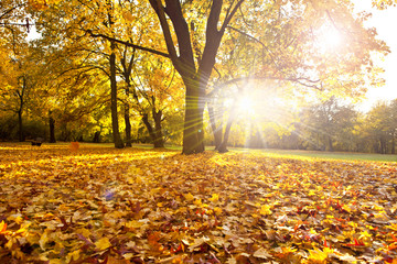 goldener Herbsttag