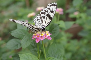 花にとまるオオゴマダラ